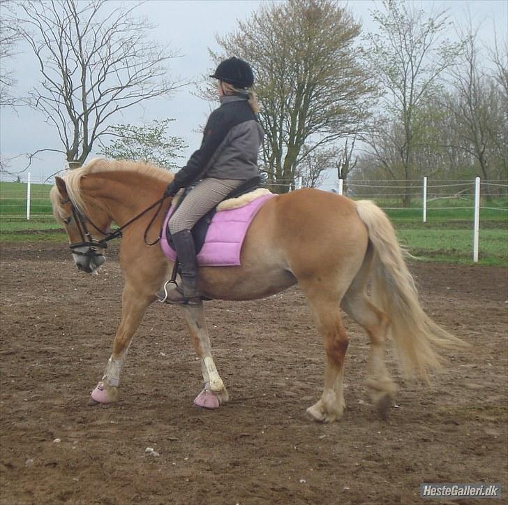 Haflinger Wantih **SOLGT** billede 6