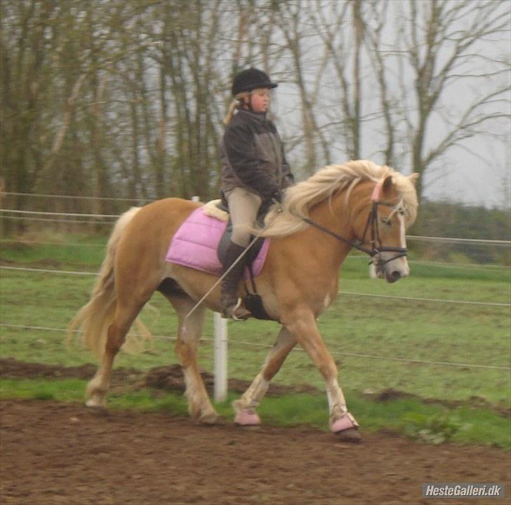 Haflinger Wantih **SOLGT** - Prinsessen<3 billede 7