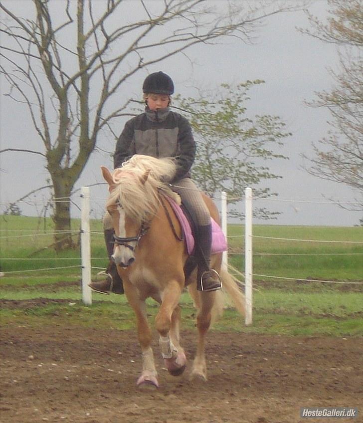 Haflinger Wantih **SOLGT** billede 8