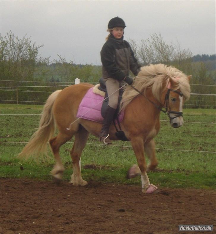 Haflinger Wantih **SOLGT** billede 10