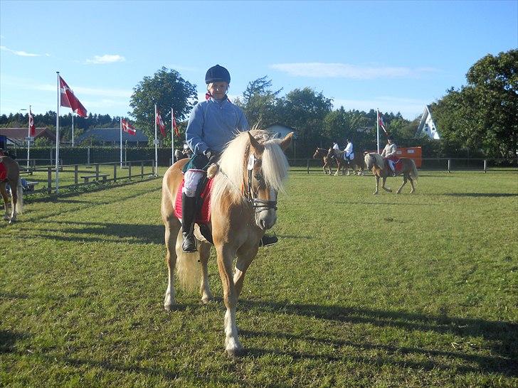 Haflinger Wantih **SOLGT** - så skritter bi af:)<3 billede 11