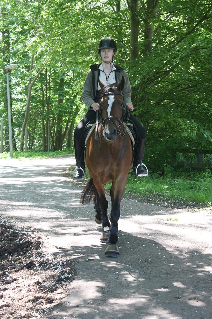 New Forest Kimbell P  - Fotograf: Julie Andersen billede 11