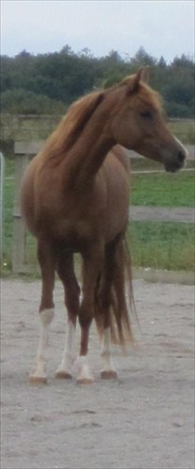 Arabisk fuldblod (OX) Cado`s Miss Sidonia ox billede 5
