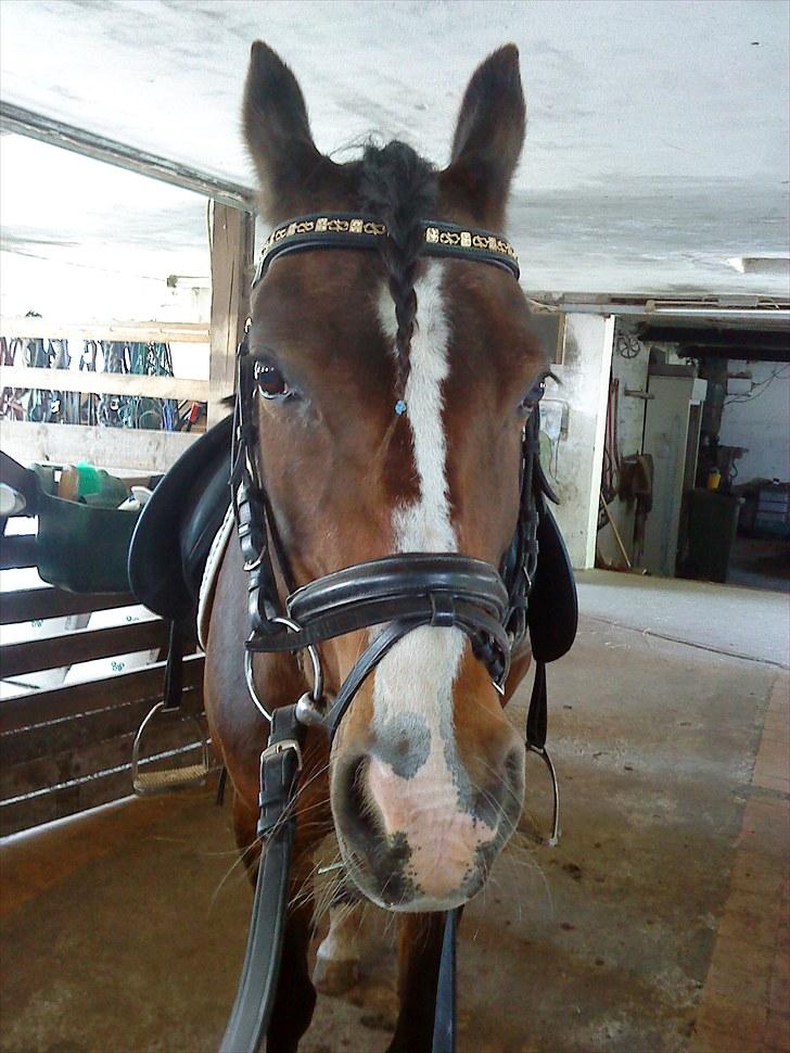 DSP Bitten firhøj - bitten der lige har været ude og ride<3 billede 7