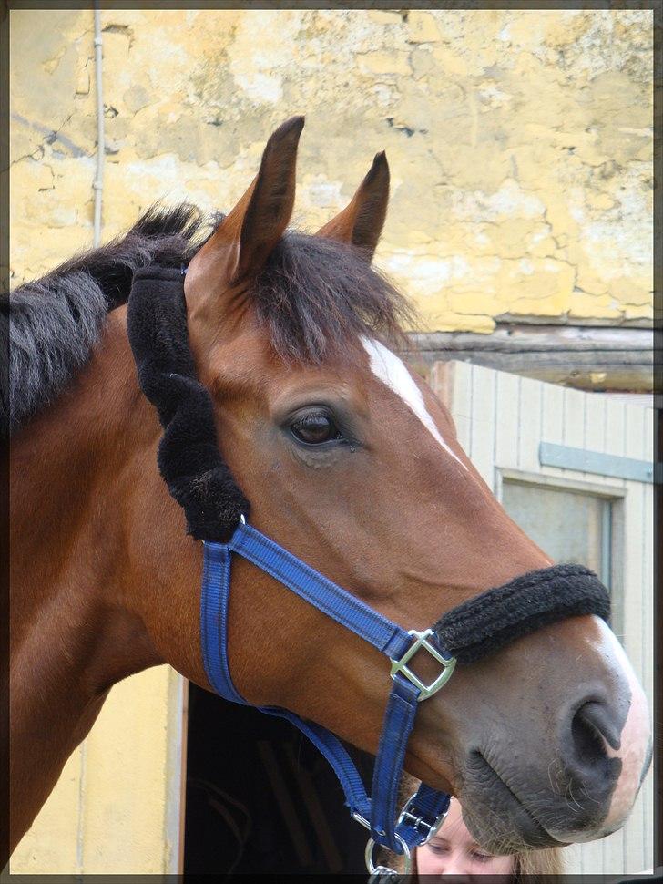 Dansk Varmblod D'Niemann-Sølyst [Himmelhest] - Niemann 19.06.2010 da han stod på Falkærgård. billede 14