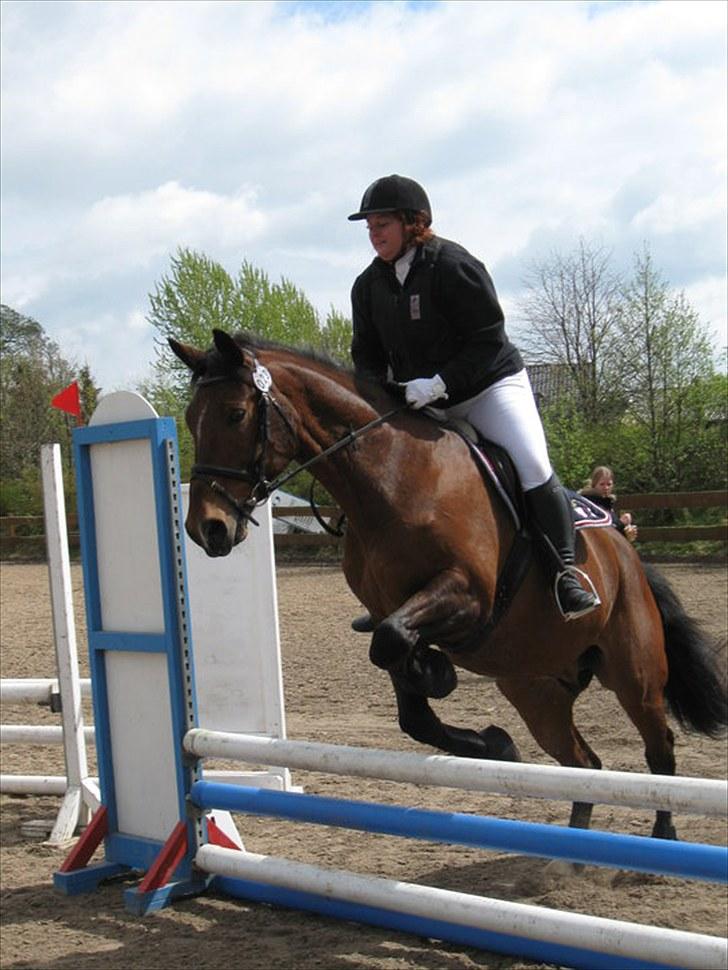 Anden særlig race Mister Gallon  billede 16