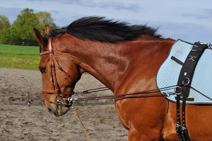 Dansk Varmblod Lucky Two - Lucky longeres med pessoaline billede 14