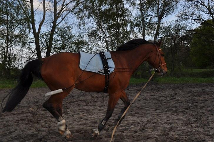 Dansk Varmblod Lucky Two - Lucky longeres i galop (; billede 15