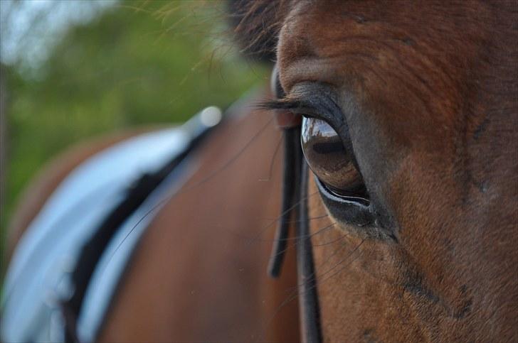 Dansk Varmblod Lucky Two - Luckys Smukke øje <3 billede 16