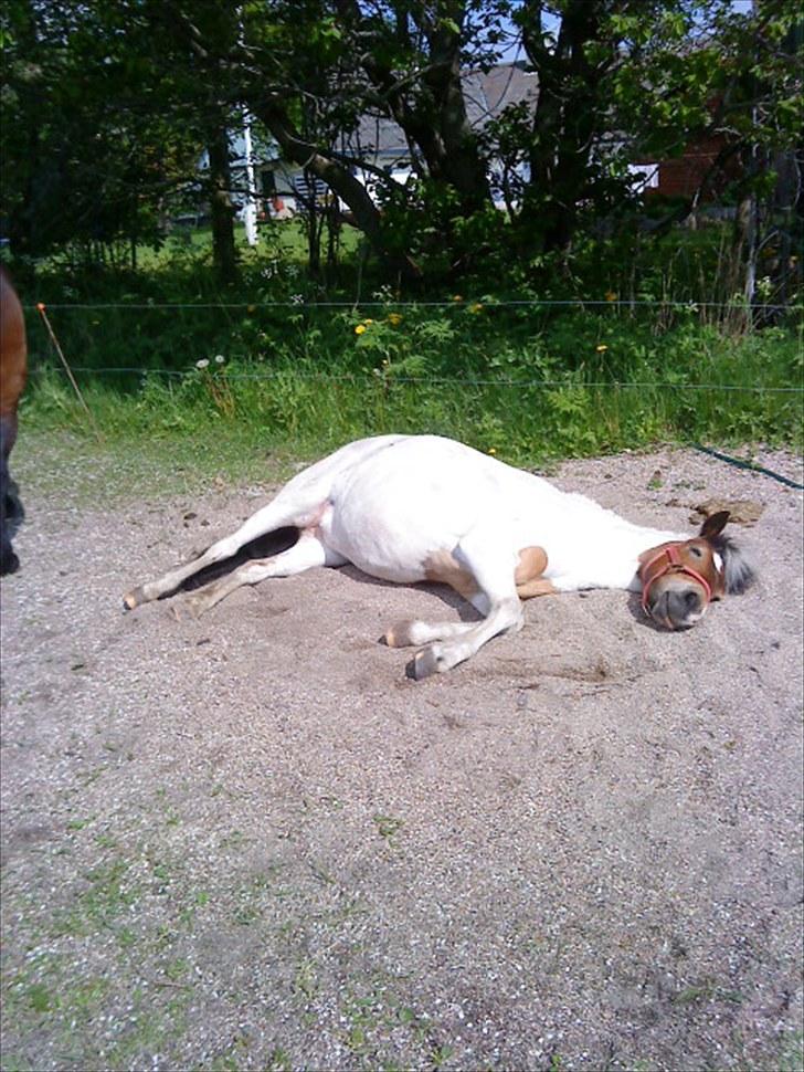 Anden særlig race KIKI BABY - .,when life gives you a 100 reasons to cry, show life you have 1000 reasons to smile.' billede 8