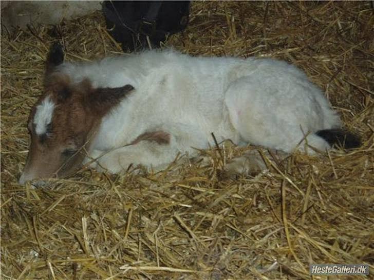 Anden særlig race KIKI BABY - Min guldklump!<3 billede 9