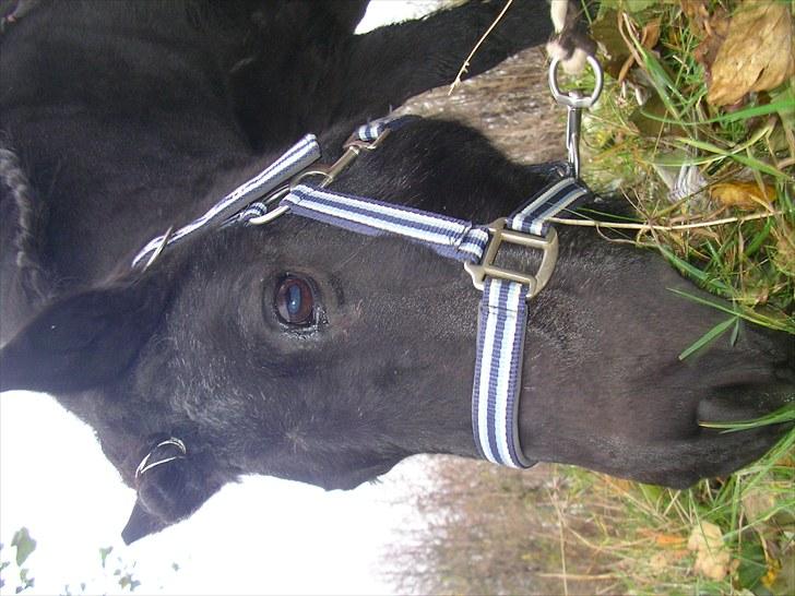 Shetlænder Zeus Savnet<3<3 - Jeg elsker dig billede 6