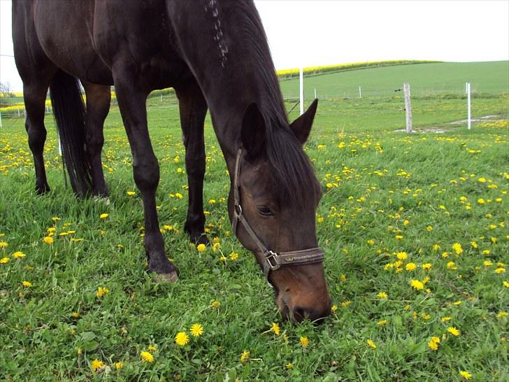 Traver Golden Flamingo billede 11