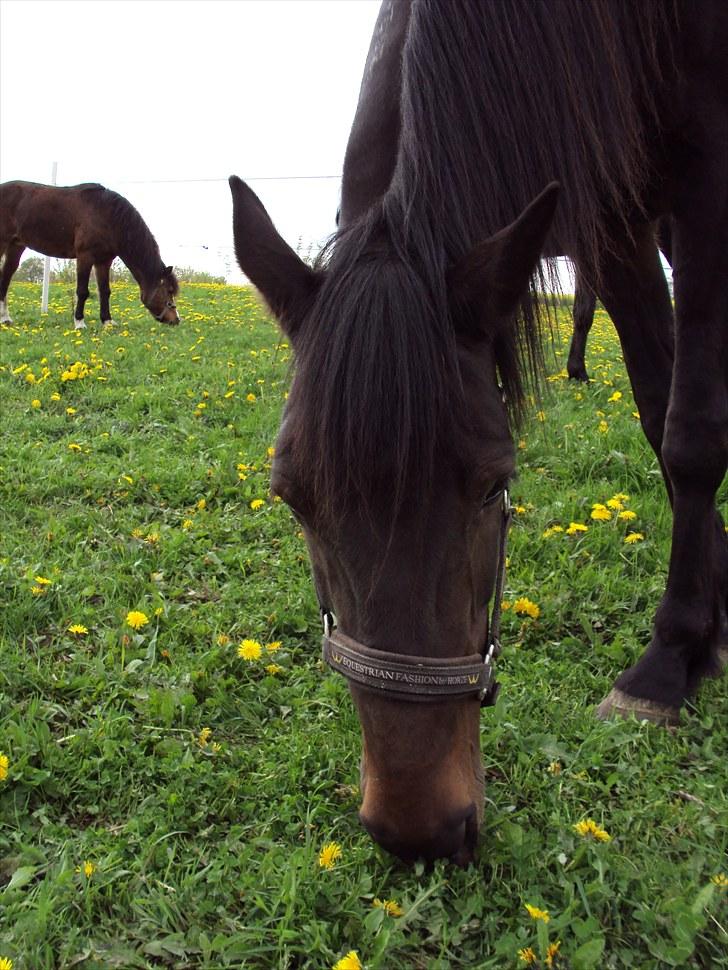 Traver Golden Flamingo billede 12