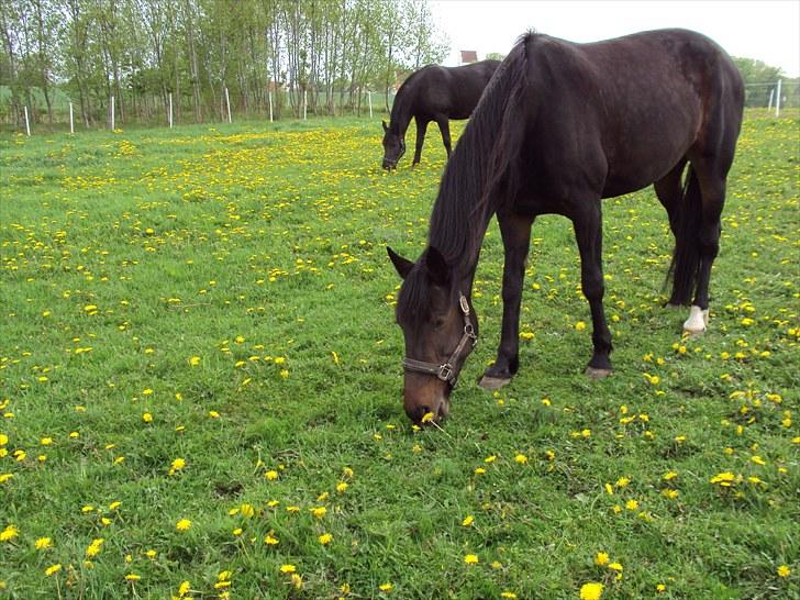 Traver Golden Flamingo billede 13