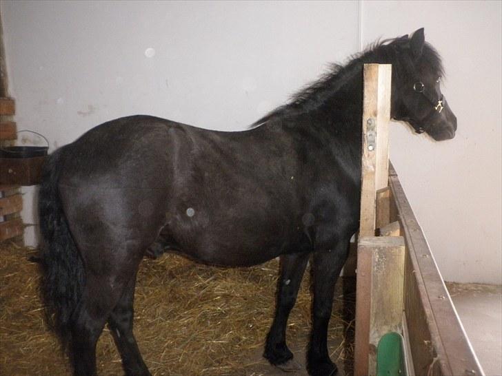 Anden særlig race Thor billede 2