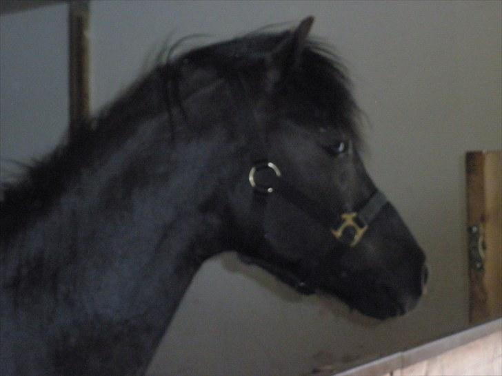 Anden særlig race Thor billede 3