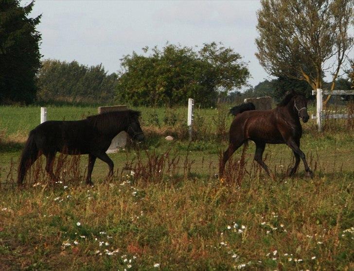 Knabstrupper Calista * R.I.P * - Calista som lige blære sig overfor sin veninde Bobber :D billede 2