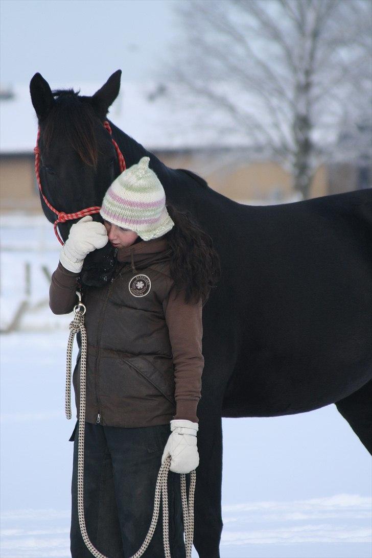 Knabstrupper Calista * R.I.P * - Jeg elsker dig min prinsesse <3 Fotograf. Sara Justenborg billede 3