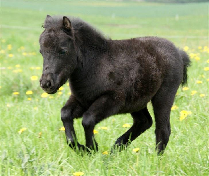 Belgisk Miniature RKG Moons Happy Miracle - D. 22 maj 2010 billede 9