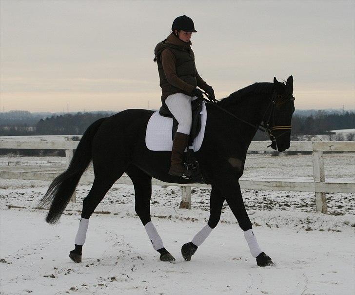 Knabstrupper Calista * R.I.P * - Sidste dag sammen, vores sidste ridetur :) <3 Fotograf. Jeannie Larsen billede 6