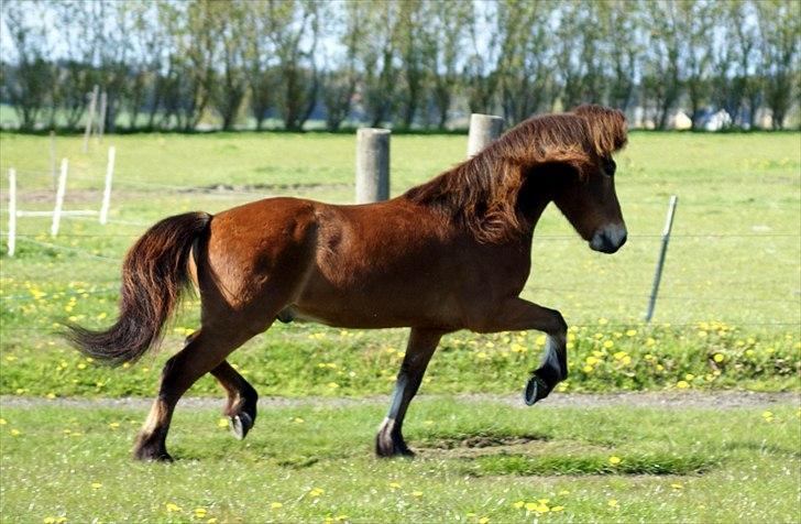 Islænder Frændi fra Strø - Forår 2011. [Foto: Mig selv] billede 2