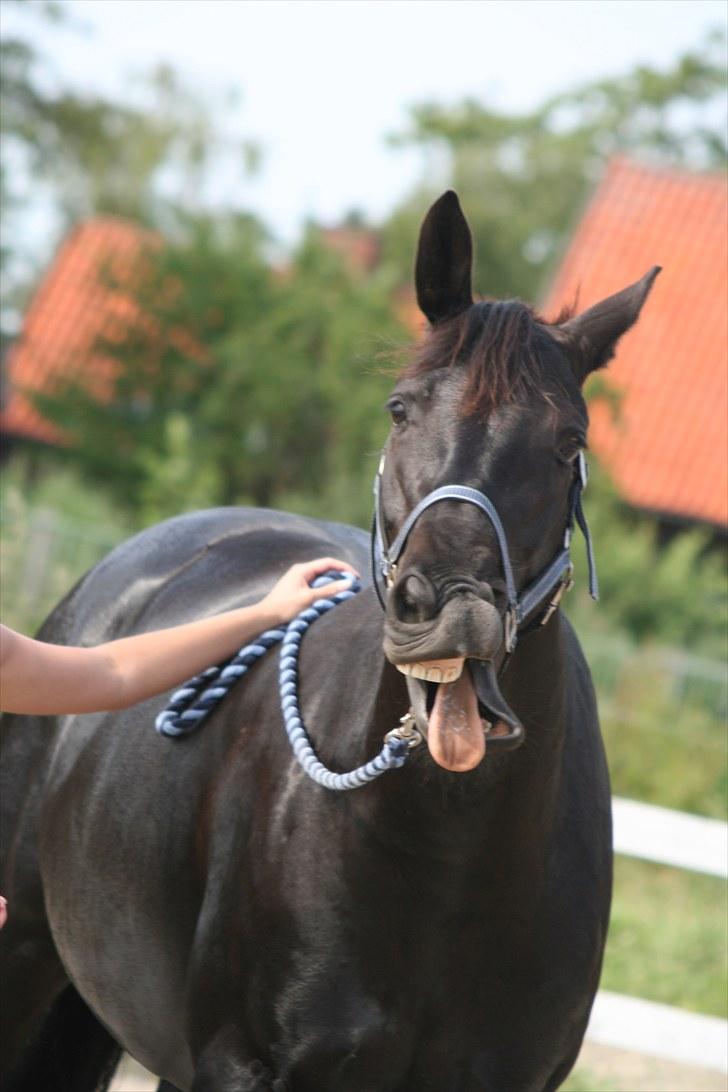 Knabstrupper Calista * R.I.P * - GAAAAAAAAAAAAAAAAAAAAAAAAAAAB! :D Fotograf. Sara Justenborg billede 9