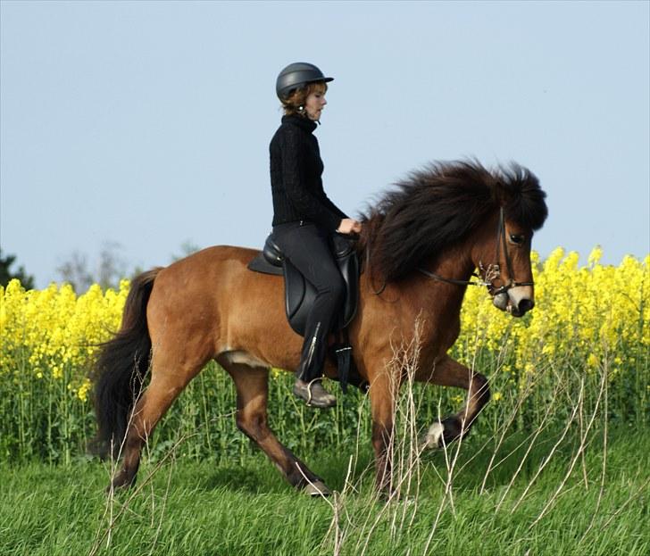 Islænder Frændi fra Strø - Frændi i tölt forår 2010. Det ligner lidt, at han er pastaktet her, men det er han ikke :) [Foto: Ida Marie Veileborg] billede 3