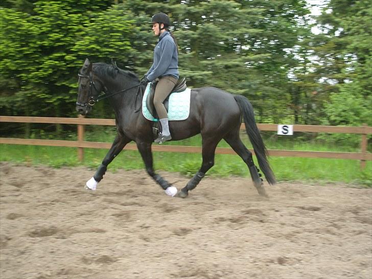 Knabstrupper Calista * R.I.P * - Undervisning. billede 14