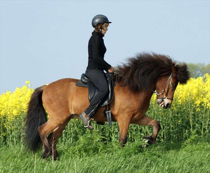 Islænder Frændi fra Strø - Frændi i trav forår 2010. Undskyld min opstilning, laver letridning :D [Foto: Ida Marie Veileborg] billede 4