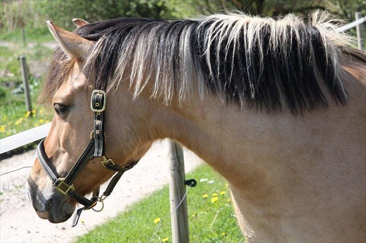 Anden særlig race Bonnie billede 13