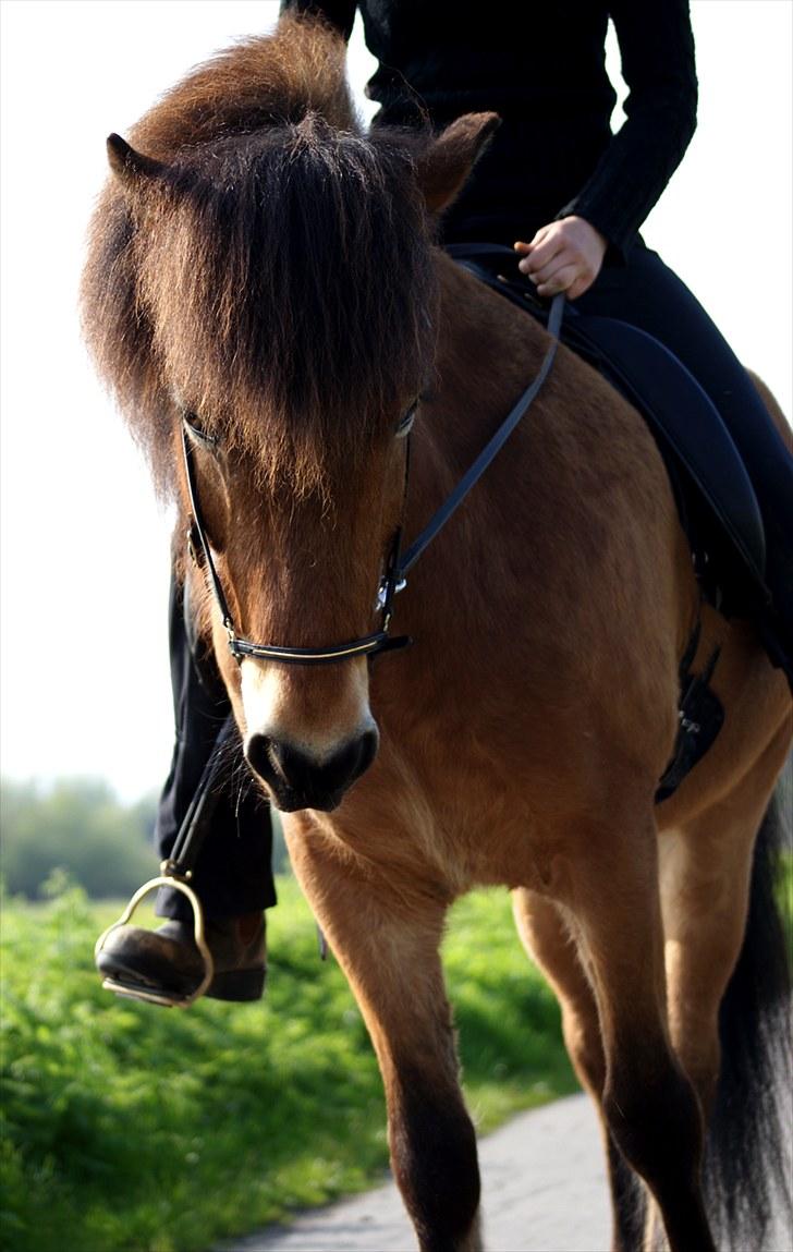 Islænder Frændi fra Strø - Jeg er stolt over at have sådan en smuk hest. [Foto: Ida Marie Veileborg] billede 6