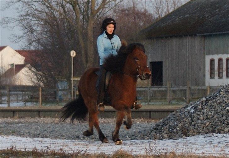 Islænder Frændi fra Strø - Because you make me believe in myself when nobody else can help. Middel tölt vinter 2011. [Foto: Peter Jacobsen] billede 7