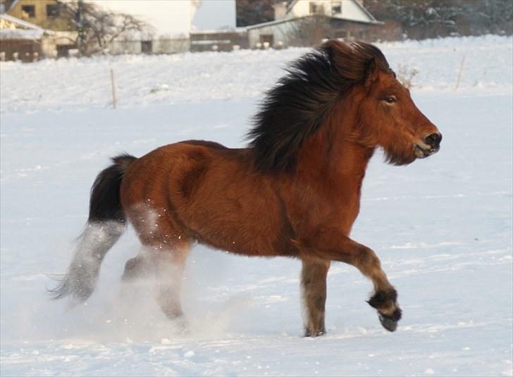 Islænder Frændi fra Strø - Frændi i galop i sneen vinter 2010. [Foto: Mig selv] billede 12