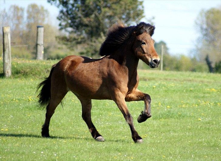 Islænder Frændi fra Strø - Forår 2011. [Foto: Mig selv] billede 14