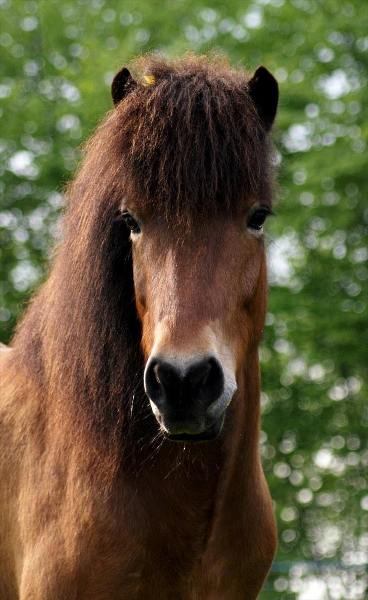 Islænder Frændi fra Strø - Because you live, my world has twice as many stars in the sky. [Foto: Mig selv] billede 16