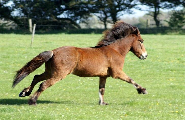 Islænder Frændi fra Strø - Forår 2011. [Foto: Mig selv] billede 17