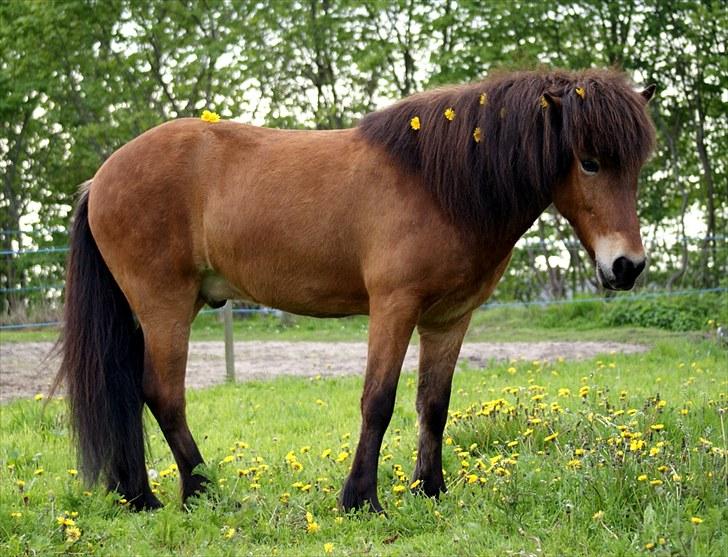 Islænder Frændi fra Strø - Frændi med mælkebøtter i manen :) Smukke dreng. [Foto: Mig selv] billede 18