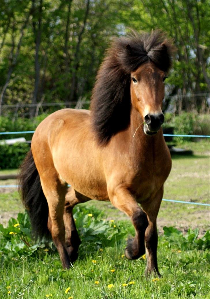 Islænder Frændi fra Strø - Frændi i trav på fold forår 2010. [Foto: Ida Marie Veileborg] billede 19