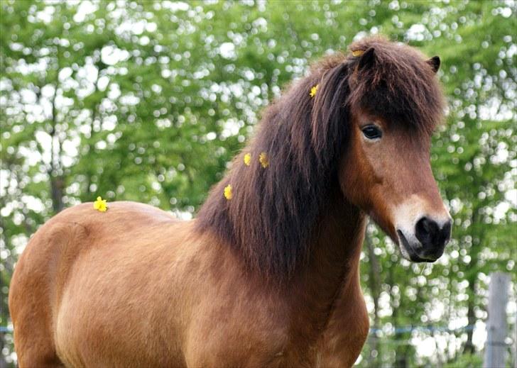 Islænder Frændi fra Strø - Frændi siger pænt farvel igen :) [Foto: Mig selv] billede 20