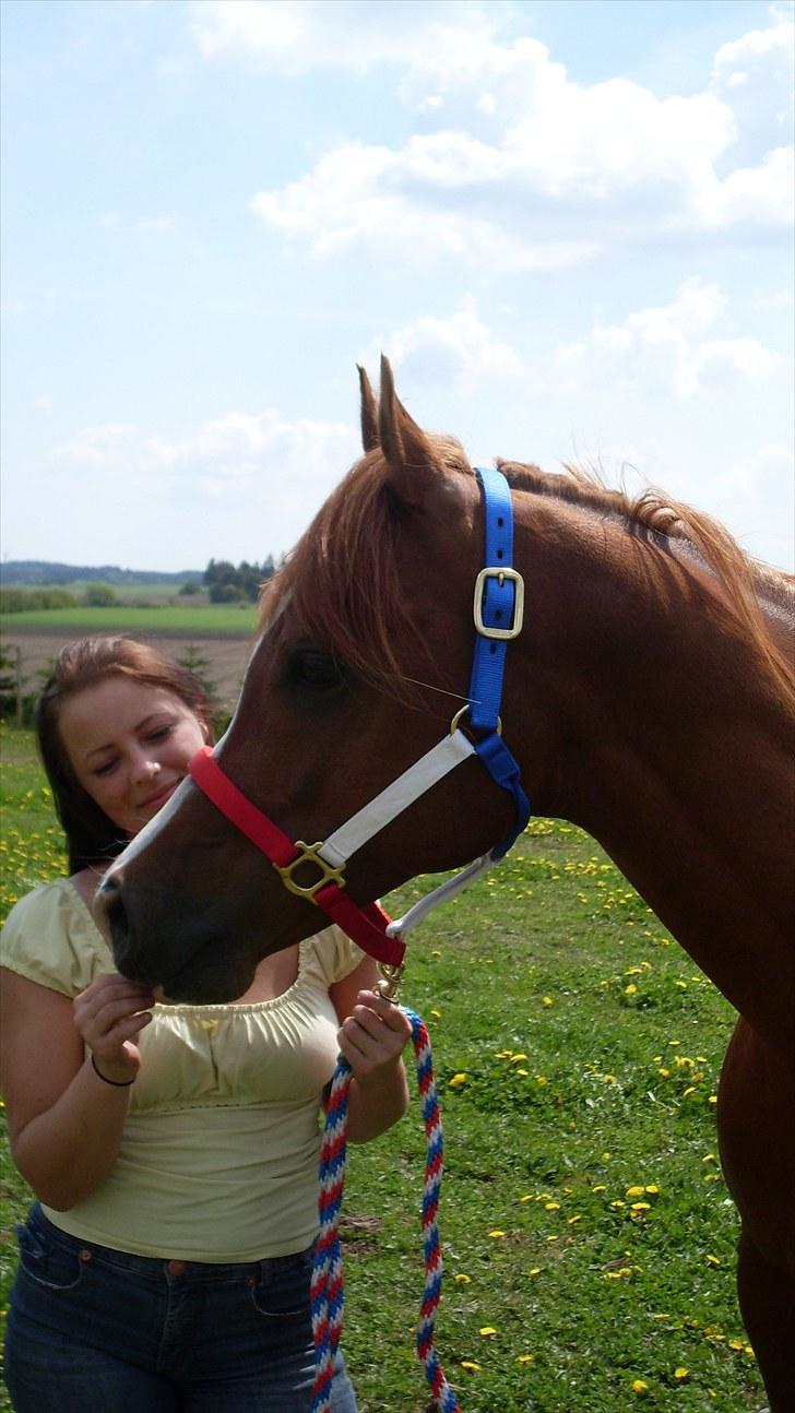 Arabisk fuldblod (OX) Nazeem Ibn Jashana - 22.05.10 billede 10