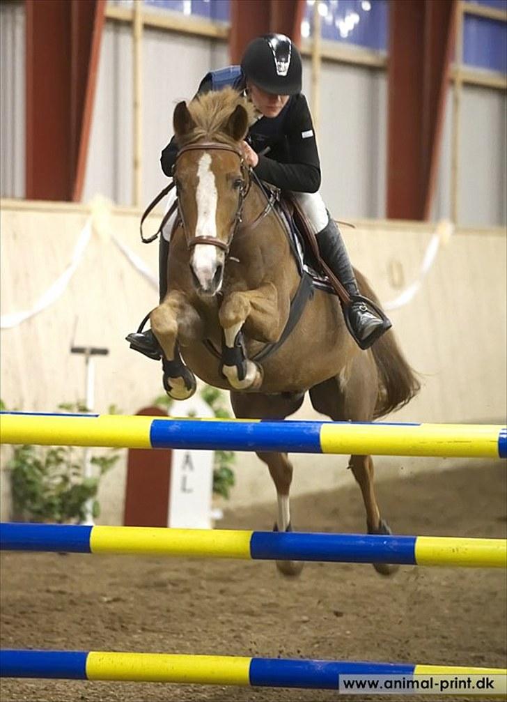 Anden særlig race Joris billede 12