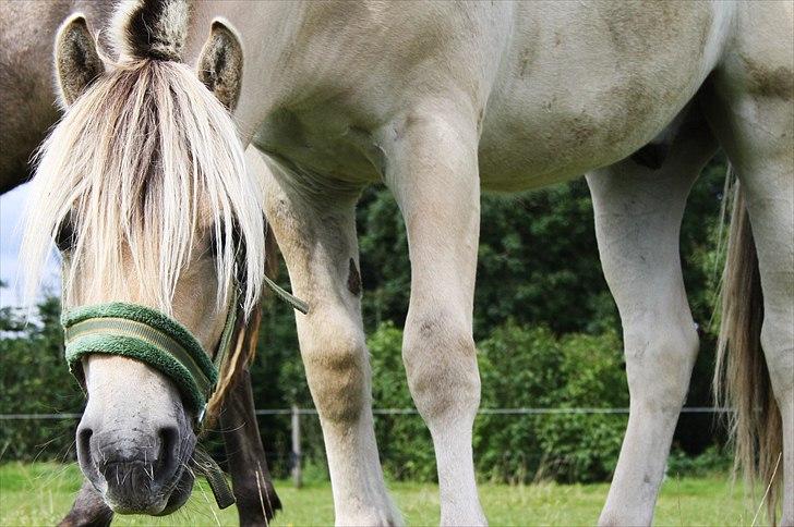 Fjordhest Domino my littel fellow - va laver du der nede sara heh<3 billede 18