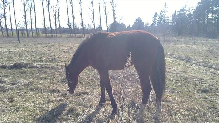 Anden særlig race Mikado billede 10