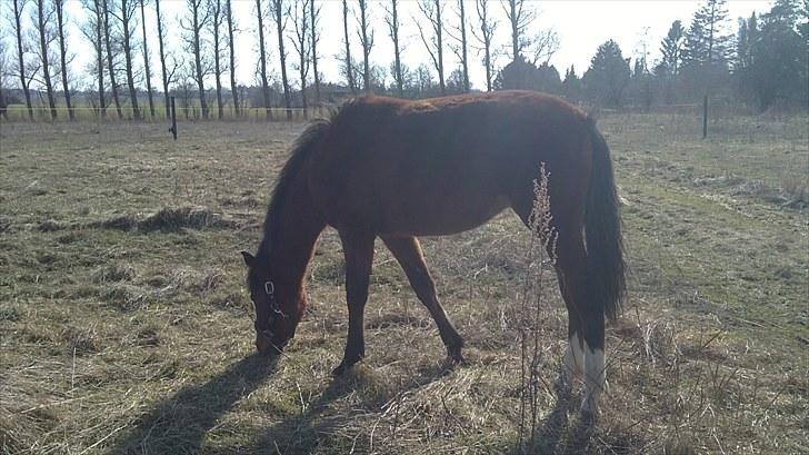 Anden særlig race Mikado billede 11