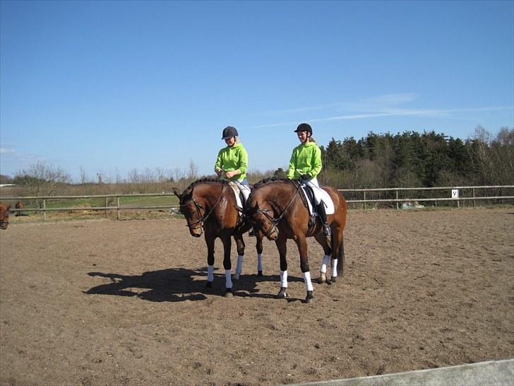 Dansk Varmblod Chico - solgt! billede 12