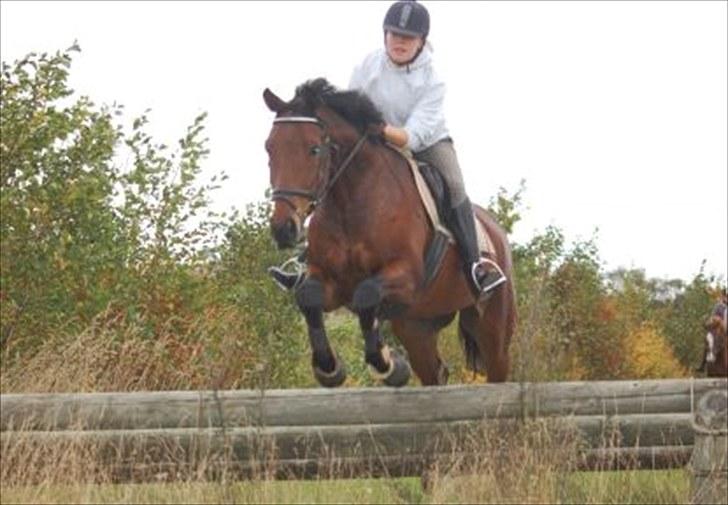 Dansk Varmblod Chico - solgt! billede 13