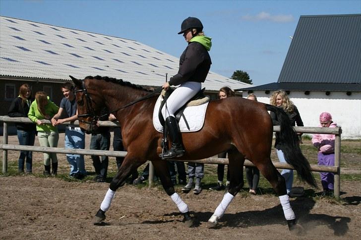 Dansk Varmblod Chico - solgt! billede 14