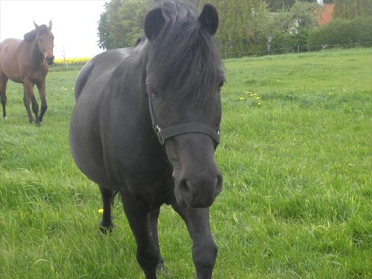 Anden særlig race Thor billede 5