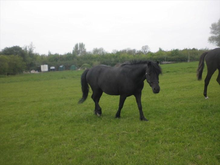 Anden særlig race Thor billede 6